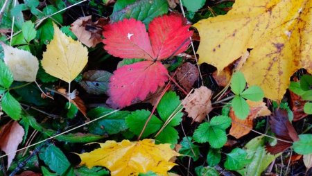 Иона и ФОКА (Листопадная)