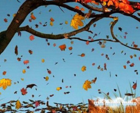 Иона и ФОКА (Листопадная)