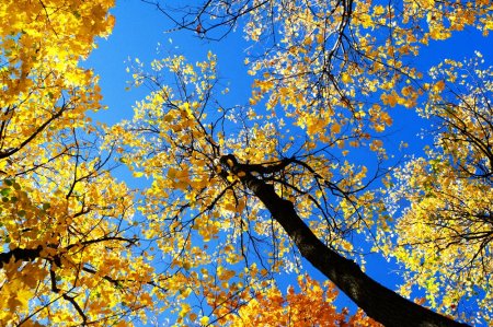 С листопадным днем