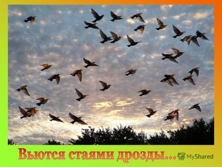Напутствие улетающим птицам