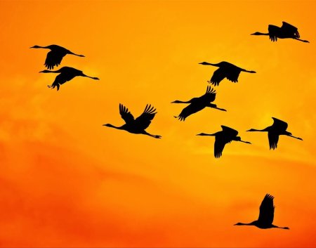 Перелётные птицы журавлиный Клин