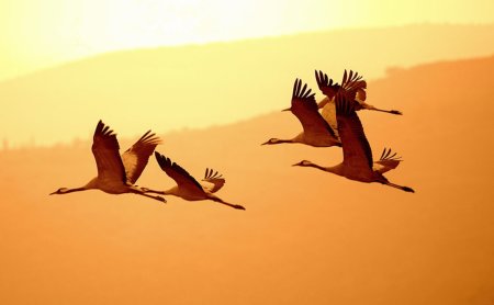 Птицы улетают на Юг