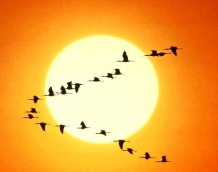 Улетающие птицы рисунок