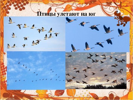 Осень птицы улетают на Юг