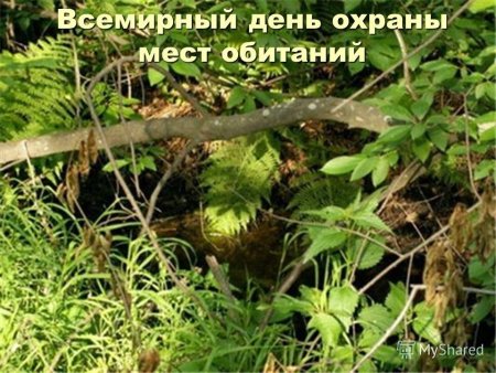6 Октября Всемирный день охраны мест обитания