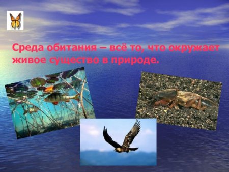 Среды обитания живых существ