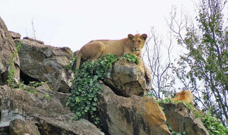 Всемирный день охраны мест обитания фауны планеты земля
