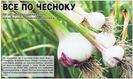 День любителей чеснока