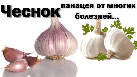 Чеснок с надписью
