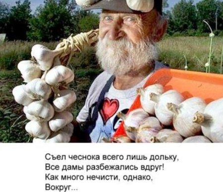 День любителей чеснока 6 октября