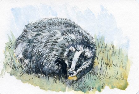 Чарушин барсук