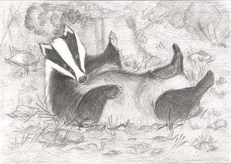 Барсук картинки