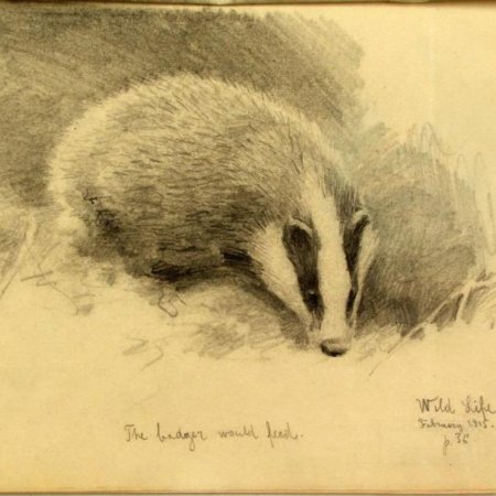 Картина карандашом барсук