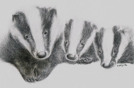 Схема рисования барсука