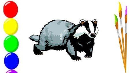 Барсук вектор