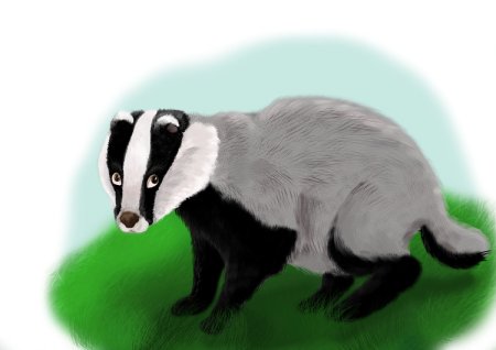 Барсучонок для детей