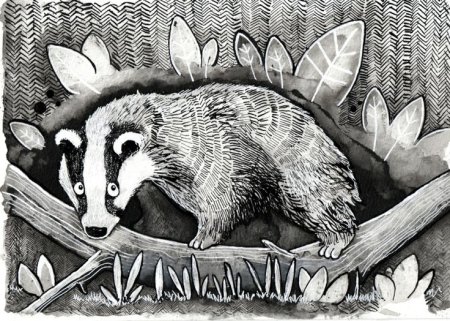 Барсук Графика