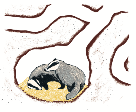 Нора барсука барсучья Нора