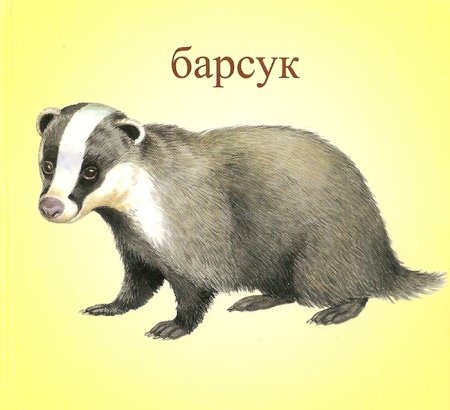 Барсук для дошкольников