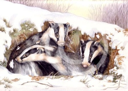 Нора барсука зимой рисунки