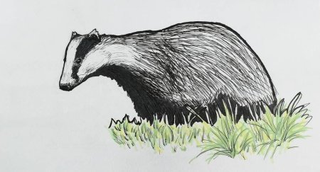 Барсук рисунок карандашом