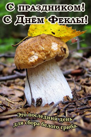 Картинка костюма белого гриба