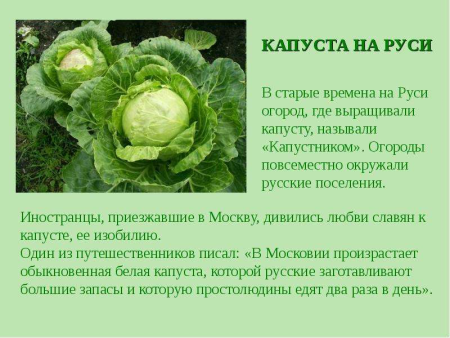 Капустные истории