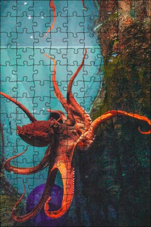 Аквариумные Осьминоги