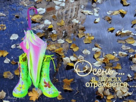 С днём отражения в лужах открытки