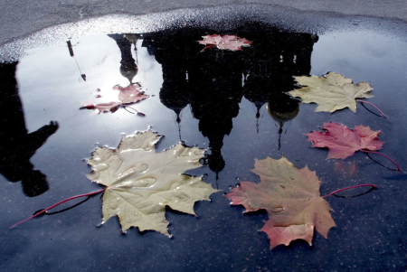 Отражение в луже