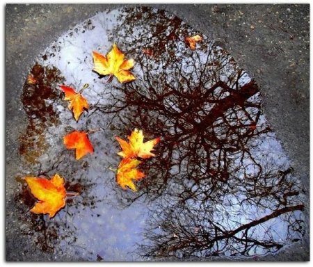 С днём отражения в лужах открытки