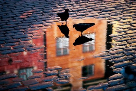 Лужа с отражением птиц