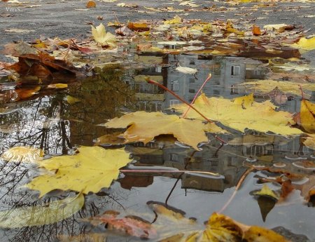 Осеннее отражение в лужах