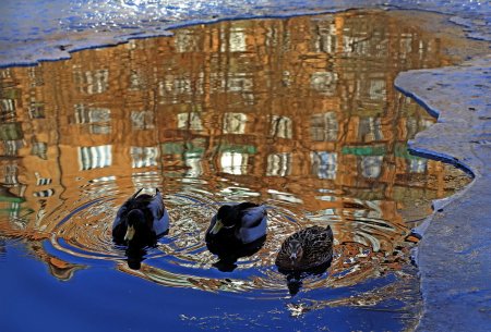 Отражение в луже