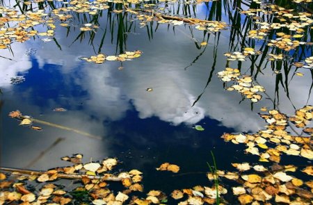 Отражение в луже