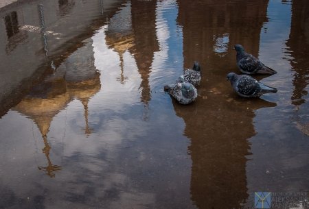 Петербург в отражении в лужах