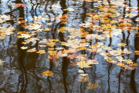 Осень лужи листья