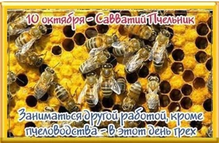 День Савватия Пчельника