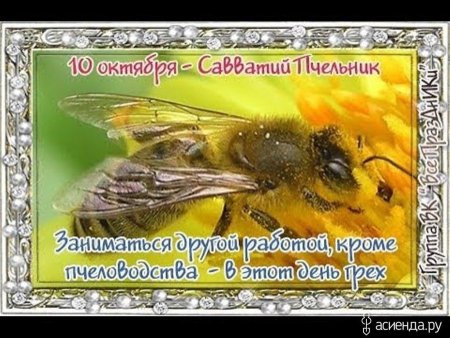 10 Октября день Савватия (Савватий Пчельник)