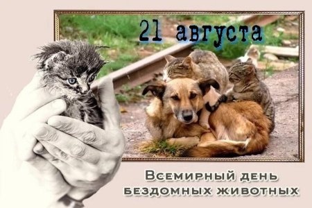 Международный день бездомных животных