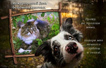 Всемирный день защиты бездомных животных