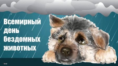 20 Августа Всемирный день бездомных животных