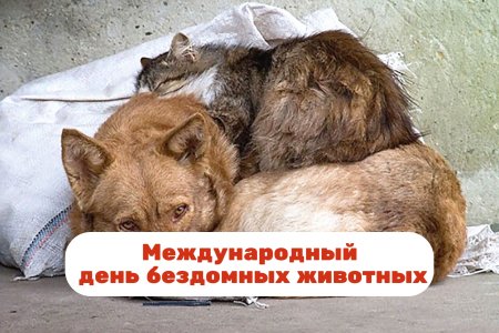 Бездомных животных