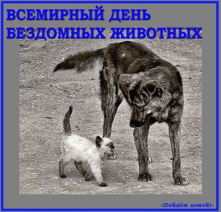 Международный день защиты бездомных животных