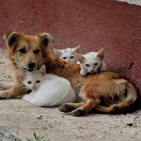 Бездомные животные