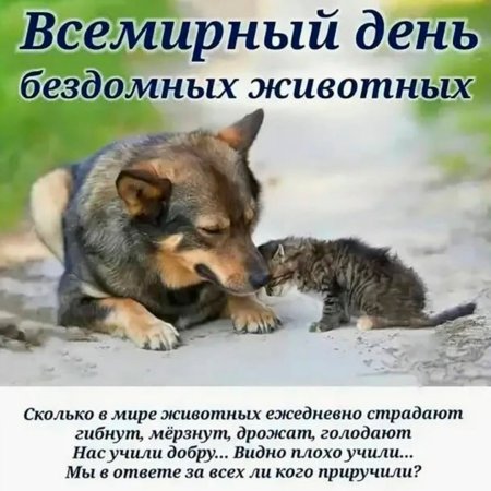 Международный день бездомных животных