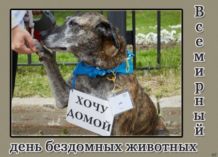 Международный день бездомных животных