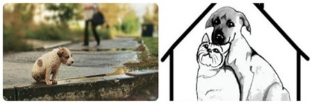 Рисунки ко Всемирному Дню бездомных животных