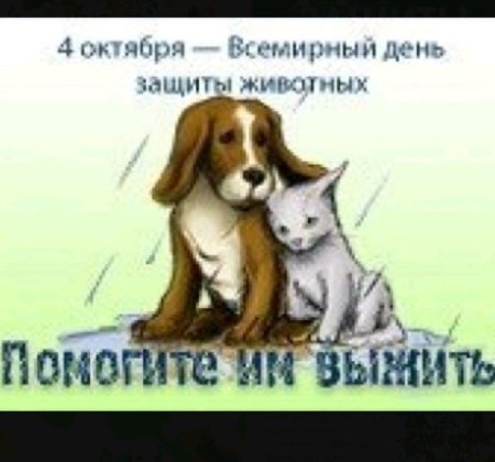 4 Октября Всемирный день защиты животных