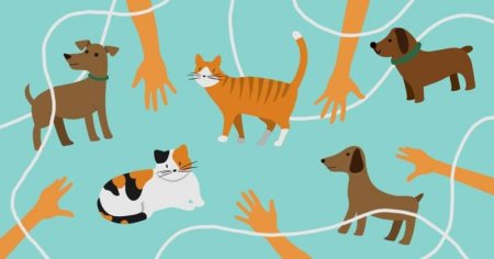 День животных